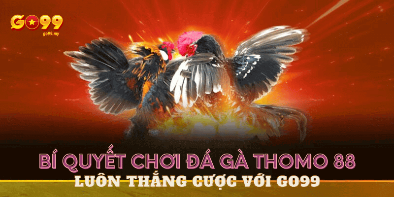 đá gà thomo 88 tại Go99